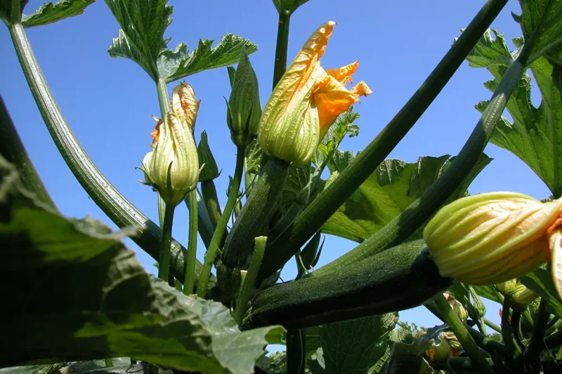 La culture de courgettes au jardin