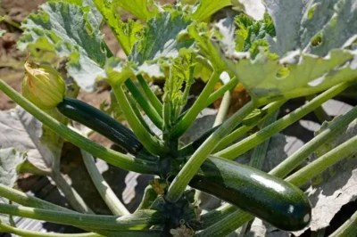 Fruit ou légume, la courgette ?