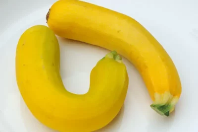 La courgette jaune