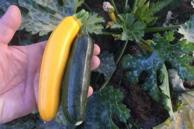 Le stade de récolte des petites courgettes