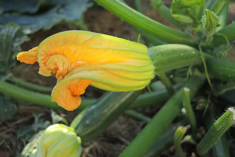 Fleur de courgette